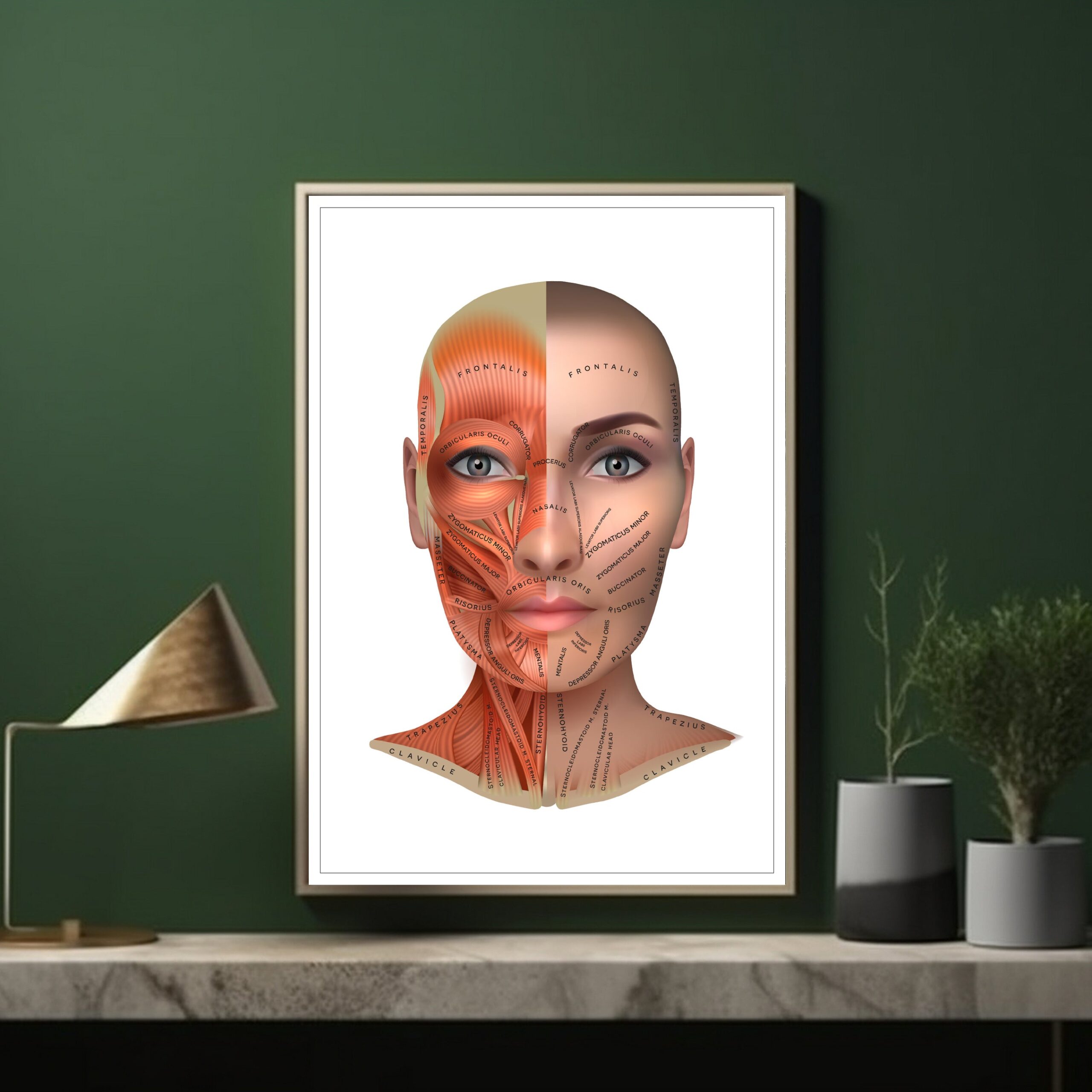 Buy BUY Face Anatomy poster (A3 Height 420mm x Width 297mm) LA BUCCIA - Authentic Medical Grade Dermal Filler